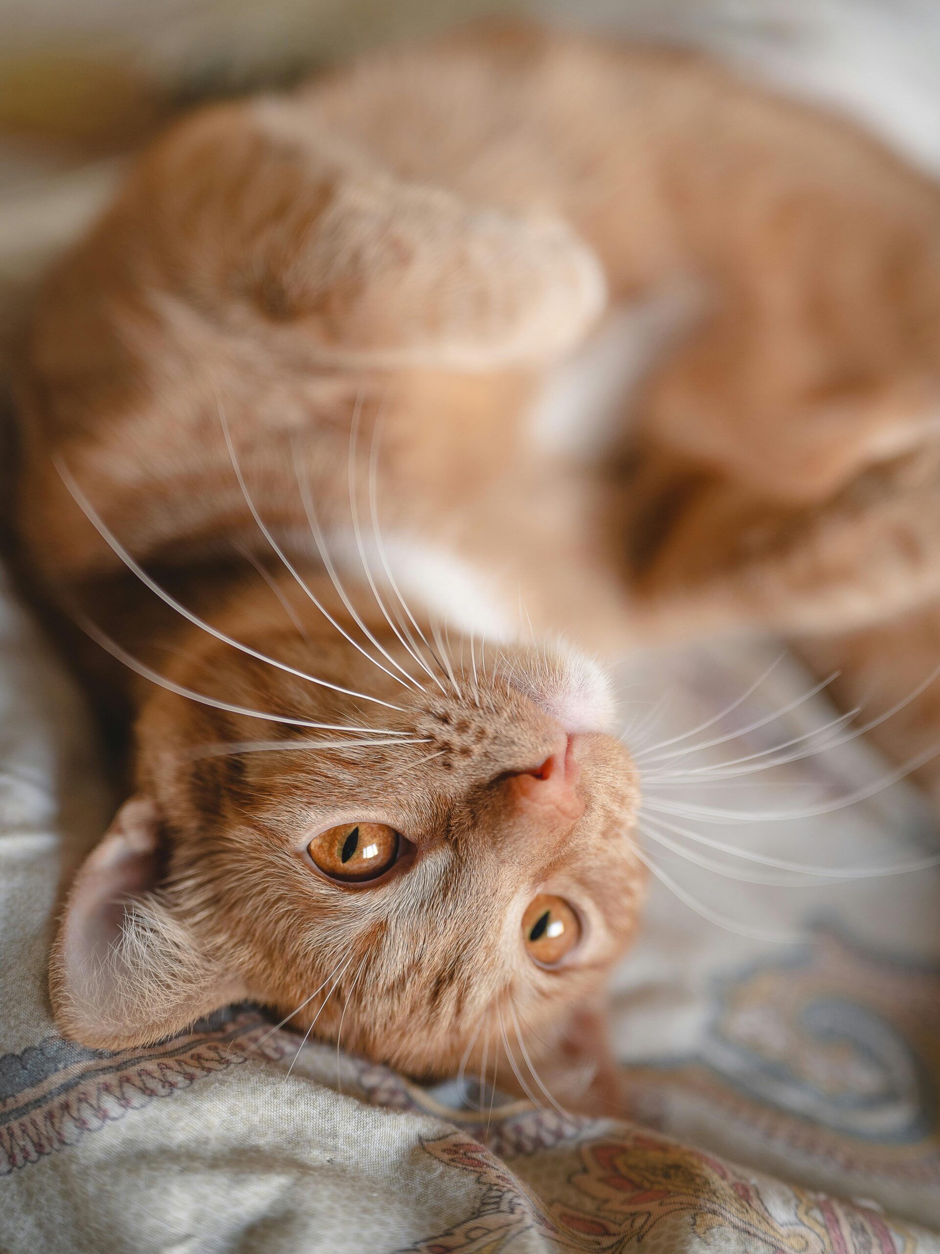 Close-up of a ginger tabby cat lying on a bed, showcasing its adorable playful nature.